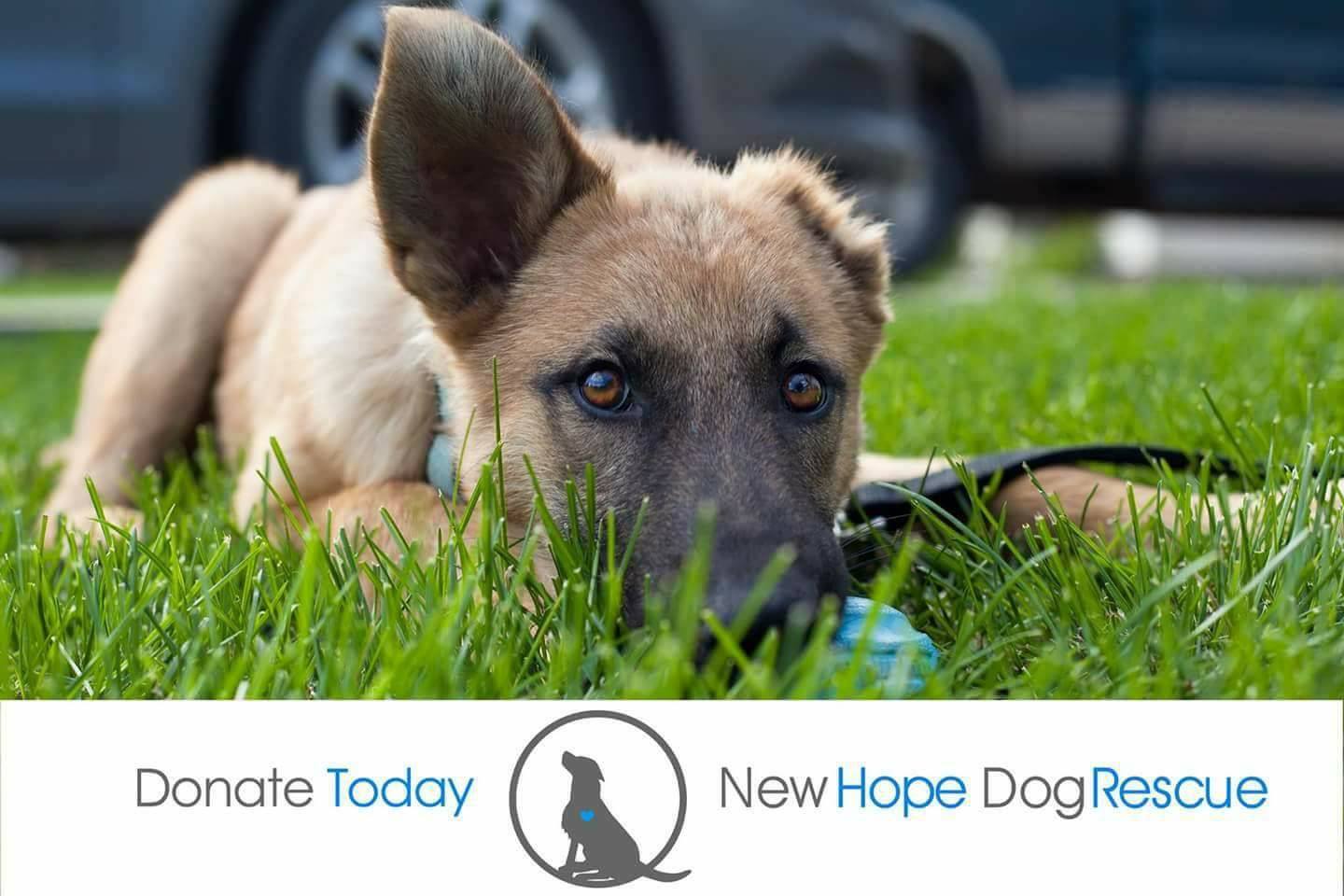 New Hope Dog Rescue
